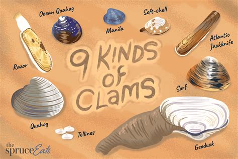 types varieties  cooking suggestions  clams