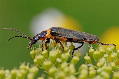 savvy housekeeping   beneficial insects
