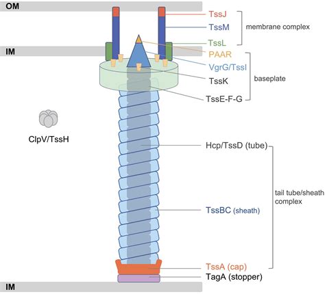 frontiers identification  comparative genomic analysis  type vi