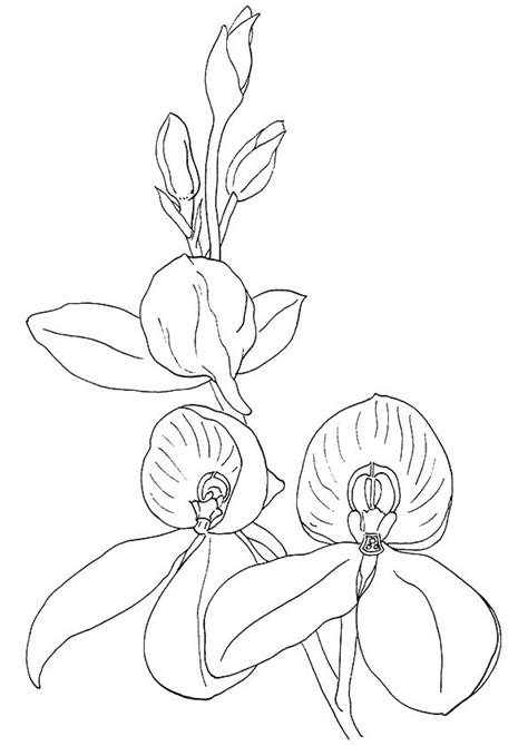 orchid coloring pages  coloring pages  kids coloring pages