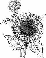 Sunflower Coloring Drawing Line Print Pages Printable Blooming Flower Adult Drawings Sheets Sketch Garden Sunflowers Color Realistic Book Kids Children sketch template