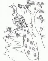 Peacock Coloring Drawing Kids Pages Tree Bird Cartoon Clipart Peacocks Adults Colouring Realistic Printable Drawings Branch Popular Getdrawings Coloringhome Library sketch template