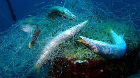 ghost nets trap  kill marine life   zombie   water madmikesamerica
