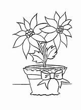 Poinsettia Maceta Pascua Gwiazda Betlejemska Flores Kolorowanki Natale Macetas Outline Stelle Noche Buena Drawing Dzieci Pintadas Weed Supercoloring Sobre Getdrawings sketch template