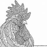Rooster Adult Zentangle Coloringbay Chickens Roosters sketch template
