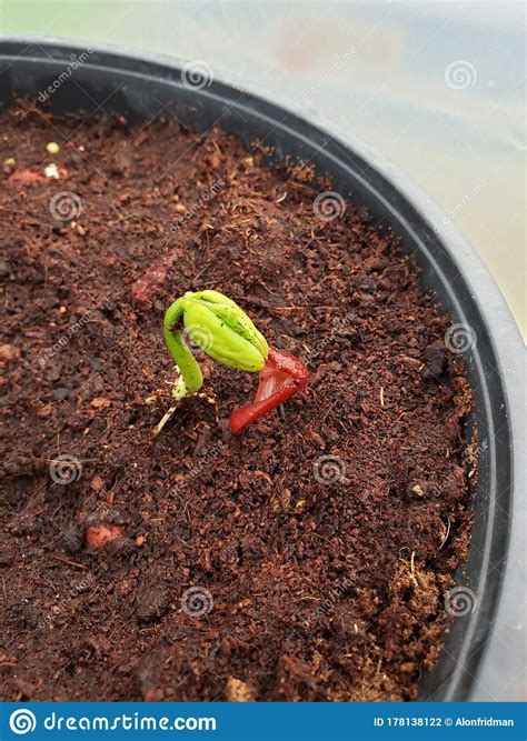 growing bud red bean  seed stock photo image  garden beans