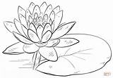 Coloring Lily Water Pages Pad Drawing sketch template