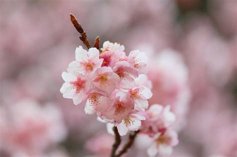 fond decran rose fleur de cerisier printemps branche flore fermer petale brindille