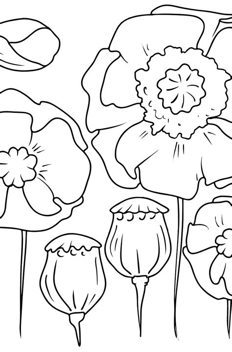 coloring pages poppy flower poppy flowers black  white coloring book page stock vector