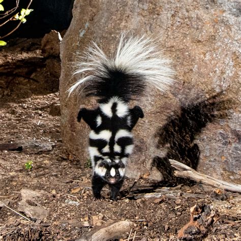 skunk smell repel skunks science update