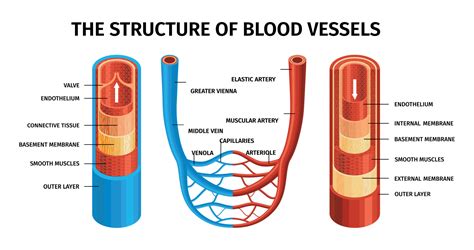 realistic blood vessels artery  vein composition  vector art