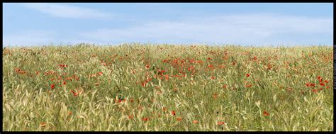 3d stereoscopic photos from all over the world poppy fields in russian crimea