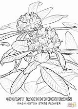Coloring State Flower Rhododendron Washington Pages Pacific Drawing Azalea Printable Coast Oregon Indiana Book Redskins Capitals Getdrawings West Flame Getcolorings sketch template