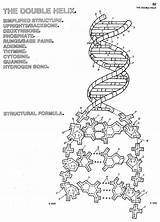 Dna Helix sketch template