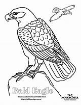 Coloring Eagle Pages Bald Color Kids Printable Sheet Print Clipart Animal Animals Colouring Flying Animalstown Desen Bird Falcon Drawings Popular sketch template