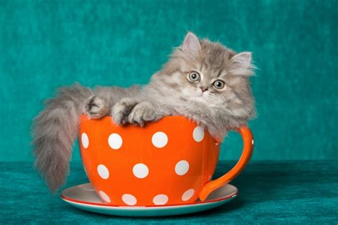 teacup cats   disastrous celebrity spawned pet trend catster