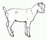 Goat Ziege Ausmalbilder Ausmalbild Coloringhome Goats Rubystar Malvorlagen Q1 sketch template