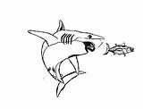 Chasing Tuna Shark Great Coloring sketch template