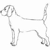Coloring Bloodhound Coon Dog Pages Drawing Designlooter Getdrawings Treeing 300px 11kb Dogs sketch template