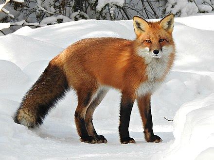 red fox wikiwand