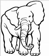 Elephant Outline Coloring Cartoon Pages Elephants Animal Zoo Printable Blank Template Drawing Circus Drawings Colour Pattern Kids Clipartmag Animals Silhouette sketch template