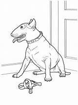 Caine Colorat Desene Terrier Planse Caini sketch template