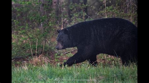 huge black bear in eastern nc youtube
