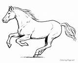 Cheval 2237 Coloriage Getdrawings Colts Colorier Coloringhome Coloriages sketch template