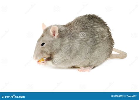 gray rat stock photo image  inducement pest gray
