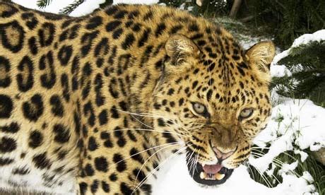 leopards  british zoos  boost wild population world news  guardian