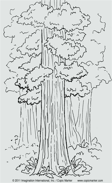 coloring page tree  leaves lovely coloring sheet tree