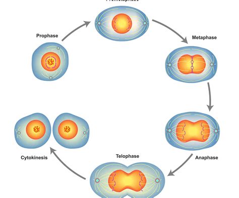 discover  phases  mitosis  tips  remembering  order