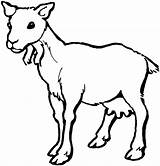 Goat Cabra Capra Colorear Bode Cabras Koza Colorat Ziege Fofo Kolorowanki Goats Desenho Disegno Kolorowanka Planse Hembra Druku Ausmalbild Desene sketch template