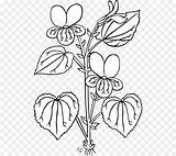 Sampaguita Sketch Viola Drawing Plant Paintingvalley Getdrawings sketch template