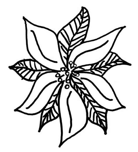 drawing  poinsettia coloring page color luna