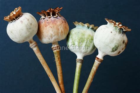 Poppy Seed Pods By Anne Staub Redbubble