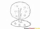 Apfelbaum Kostenlose Ausmalen Malvorlage Zum Malvorlagenkostenlos sketch template