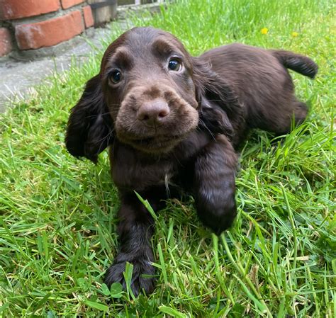 cocker spaniel puppies  sale  donegal dogs  sale ireland