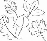 Coloring Leaf Pages Fall Printables Printable Leaves Different Including Print sketch template
