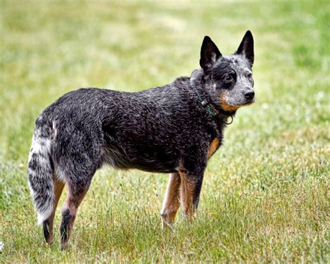 australian cattle dog  austrailian blue heeler breed comparison