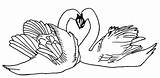 Lebada Colorat Desene Cisnes Planse Pasari Lebede Imagini Salbatice Animale Apaixonados Imaginea Tudodesenhos Educative Analytics Trafic sketch template