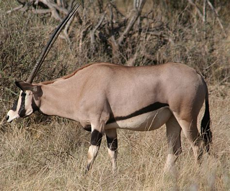 beisa oryx samburu nr kenyajpg wikipedia