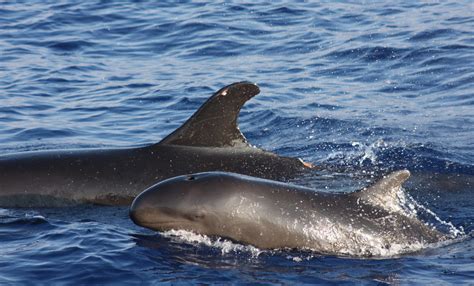 sea  false killer whale national marine sanctuary foundation