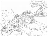 Coloring Bluegill Fish Walleye Drawing Pages Printable Getcolorings Freshwater Getdrawings Print sketch template