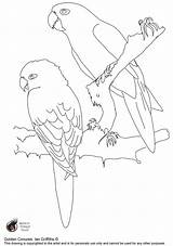 Conures Colouring Parrot sketch template