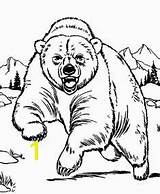 Bear Coloring 2155 Divyajanani sketch template