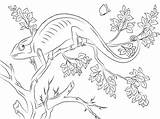 Chameleon Coloring Pages Cute Printable Jackson Cameleon Drawing Color Drawings Kids Dot Sheets Tree Book sketch template