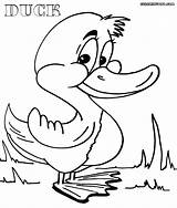 Duck Coloring Pages Colorings Sheet Coloringway sketch template
