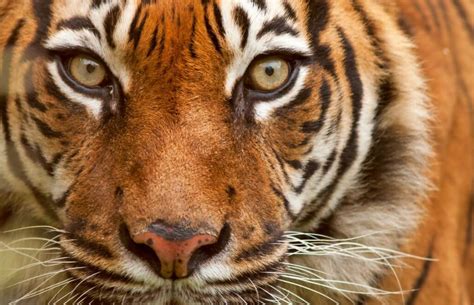endangered species ways  protecting threatened animals