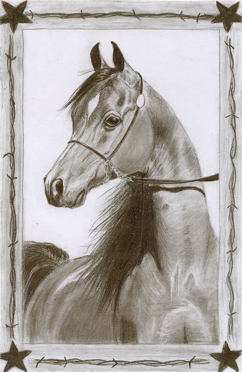 arabian horse pencil drawing  christiancowgirl  deviantart